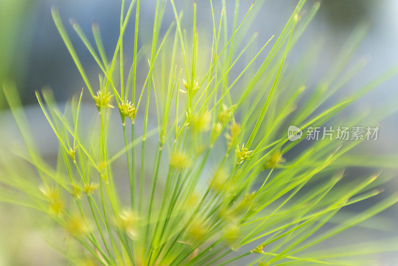 波尔多植物园