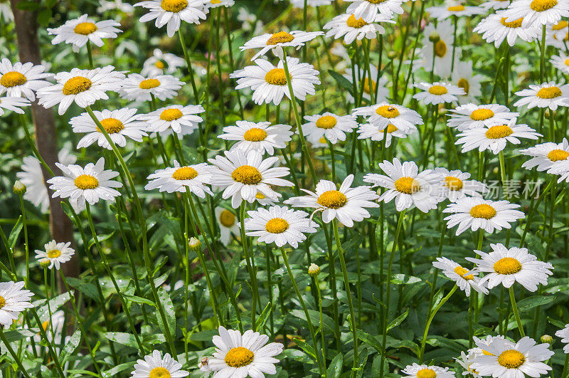 小雨打在雏菊