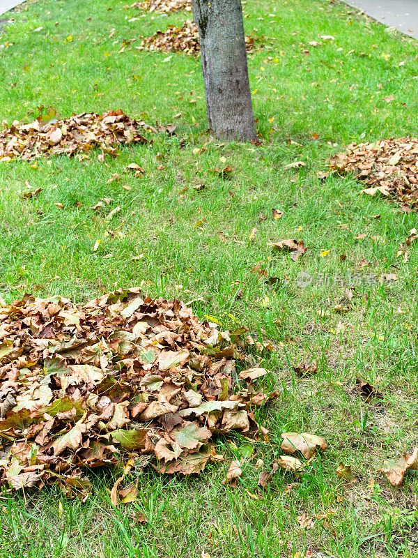 成堆的落叶落在绿色的草坪上