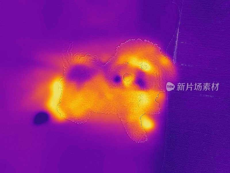 Thermographic卷毛比雄犬