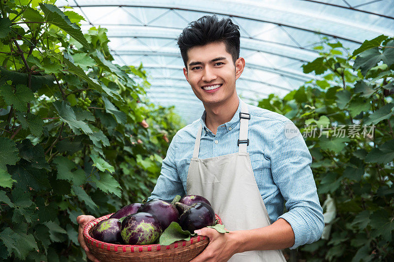 东方青年男人采摘茄子