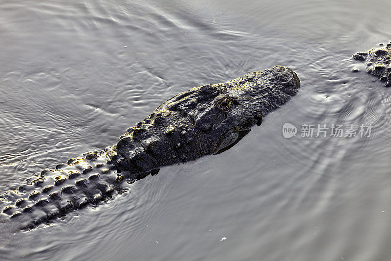 美国短吻鳄游过佛罗里达州基西米附近的一个池塘，那里不是说，如果你不能在佛罗里达的一片水域打棒球，那里面就会有短吻鳄。