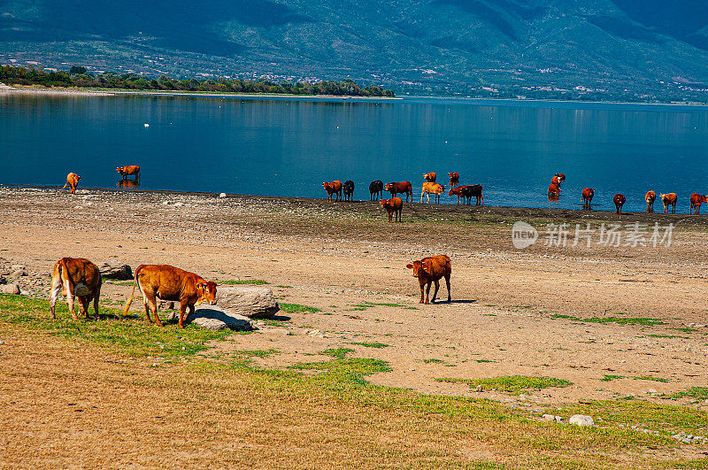 Kerkini湖，希腊北部，是一个人工水库生物圈