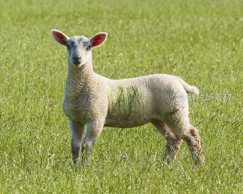 牛津郡长草的草地上的一只小羊羔
