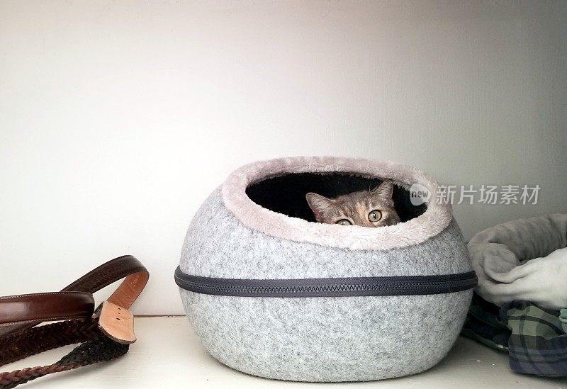 可爱的虎斑猫(稀托蒂)从一个洞穴风格的猫床里伸出来