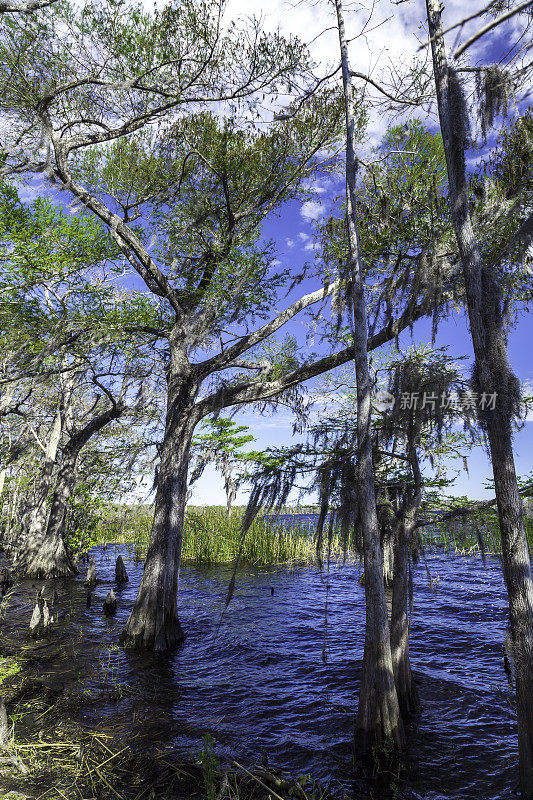 罗素湖岸，佛罗里达州基西米附近的自然保护区