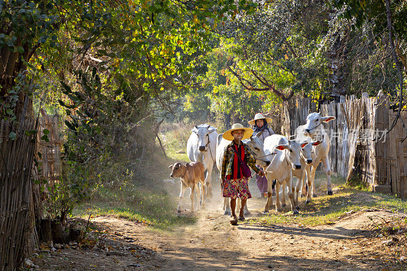 缅甸蒲甘的一群牛