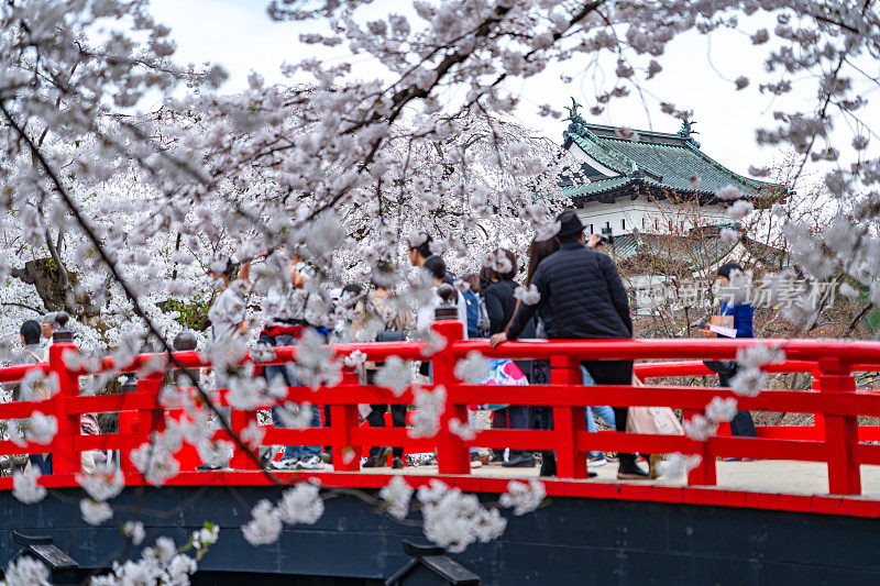 宽崎城公园的樱花盛开在春天的季节，阳光明媚的一天早晨