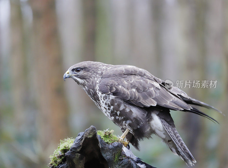 普通秃鹰(布特奥布特奥)和猎物