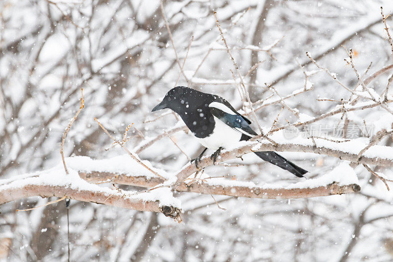黑嘴喜鹊栖息在白雪覆盖的树上