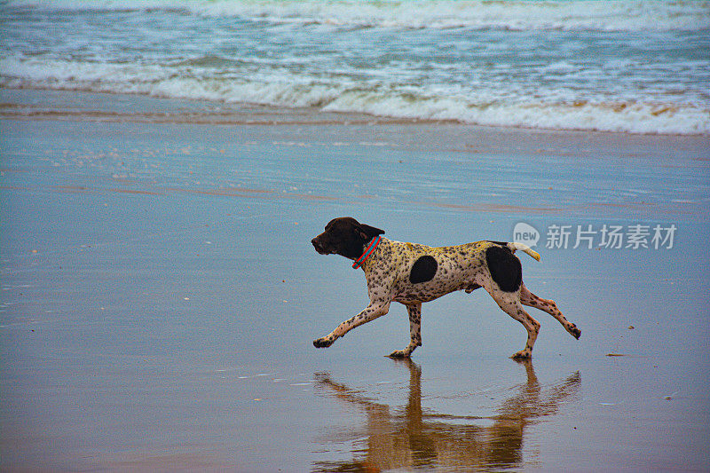 带着防震项圈的鸟狗在海滩上奔跑