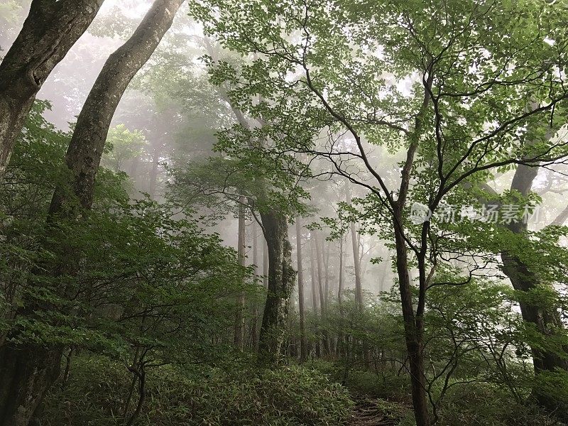 日本爱媛的Saragamine山(四国100座名山)