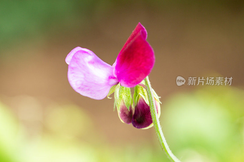 粉红色开花植物特写镜头