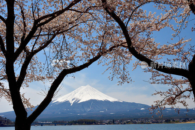 富士山和川口湖的樱花