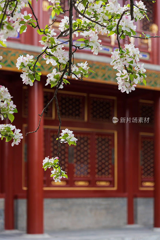 紫禁城里盛开的海棠花