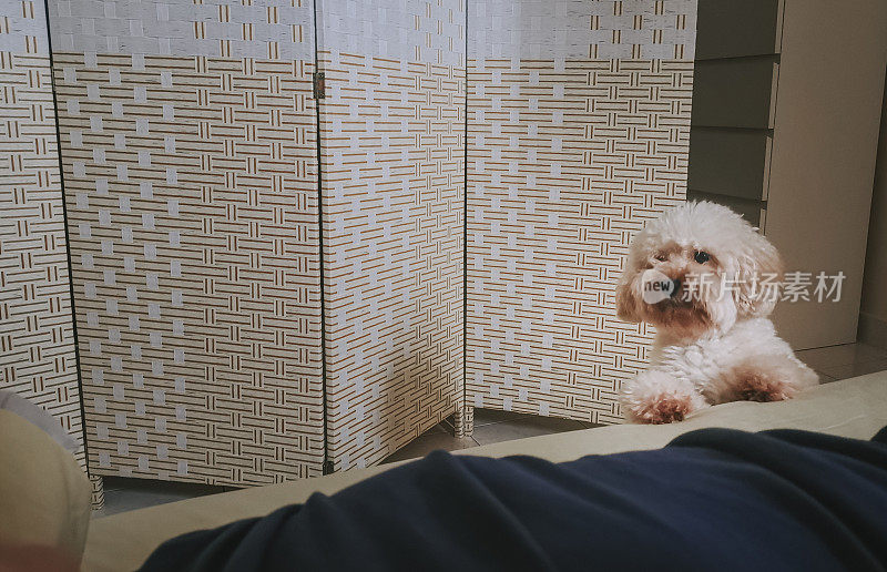 一只玩具狮子狗每天早上在主人床边叫主人起床