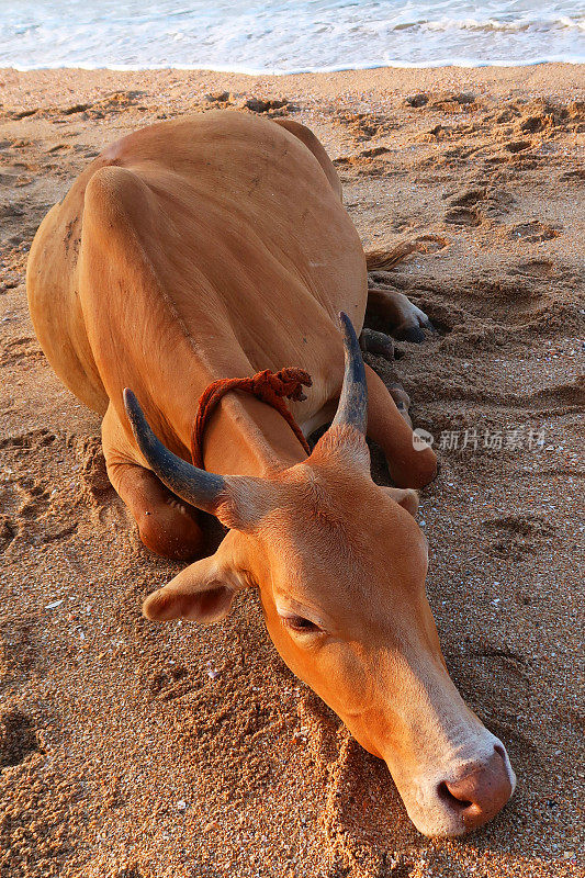 图中，棕色的印度圣牛躺在海滩上，野牛在水边的沙子上休息，帕洛伦海滩，印度南部果阿