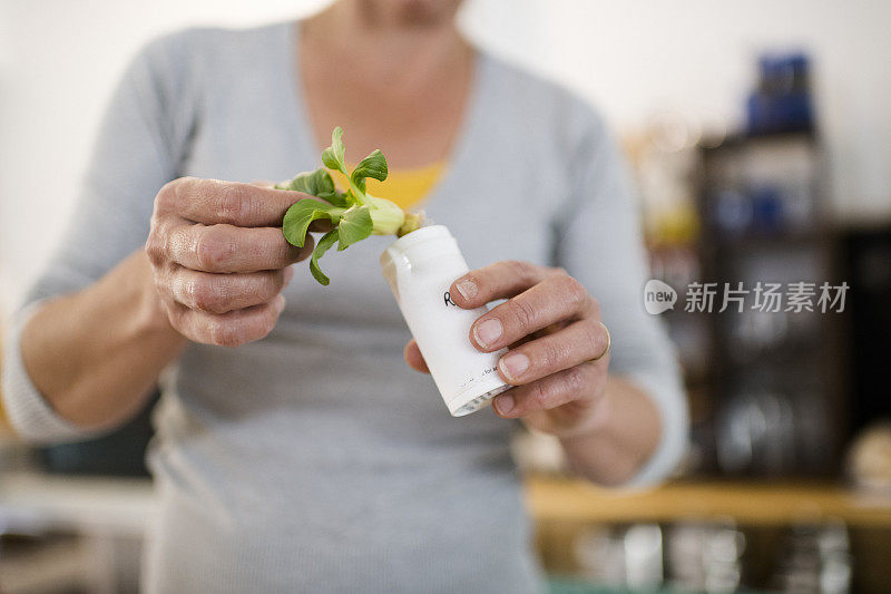 近距离使用根粉从插枝种植蔬菜