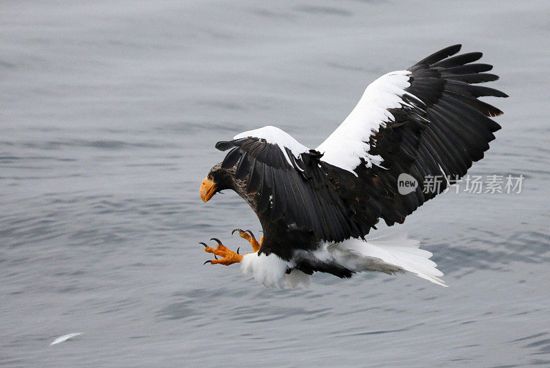 飞天虎头海鹰在日本北海道