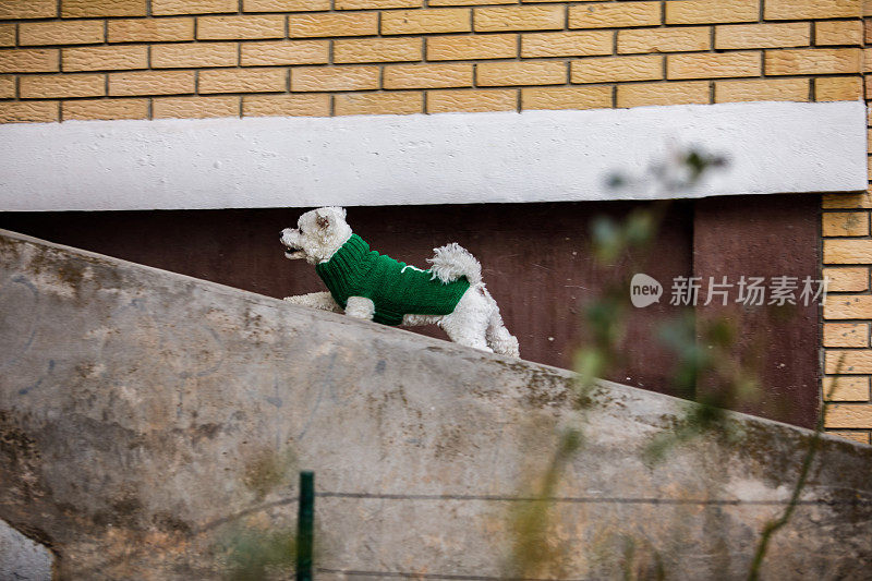 穿着绿色毛衣的比雄犬走上了大楼的楼梯