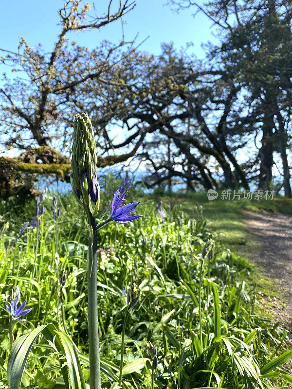 紫花植物野外特写