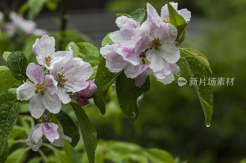 寒冷和多雨的天气可以使苹果远离我们