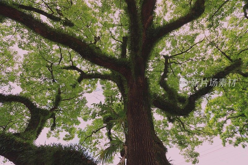 日本太极拳