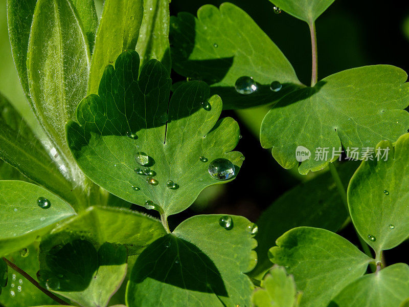 水滴落在绿叶上