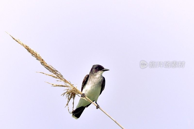 Reed上的东Kingbird