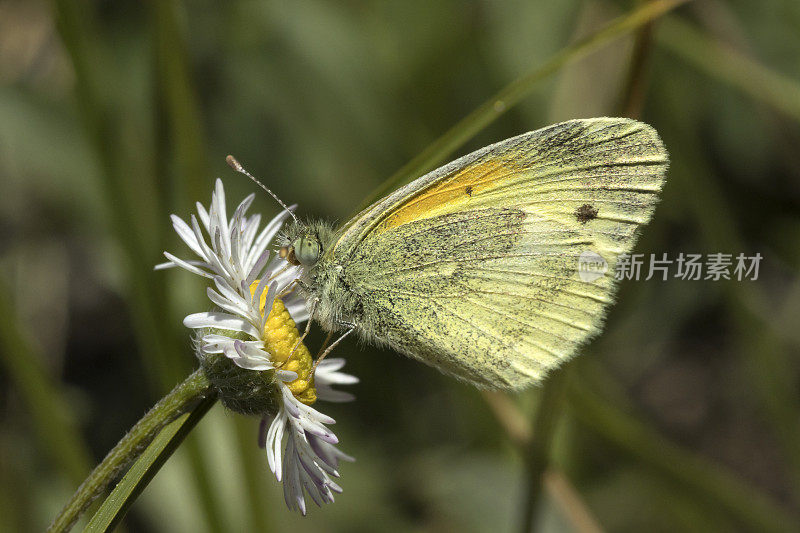 小矮黄蝴蝶以野生雏菊为食，科罗拉多州埃文斯山荒野