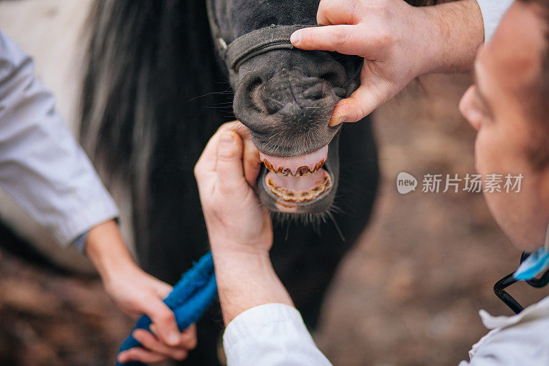 兽医在每年一次的马检查中检查马的牙齿