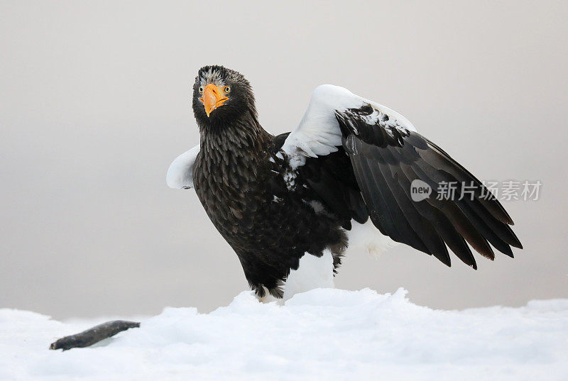 虎头海鹰在日本北海道