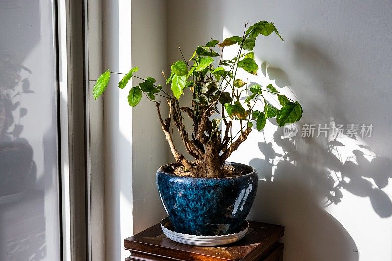 室内植物。现代装饰房间