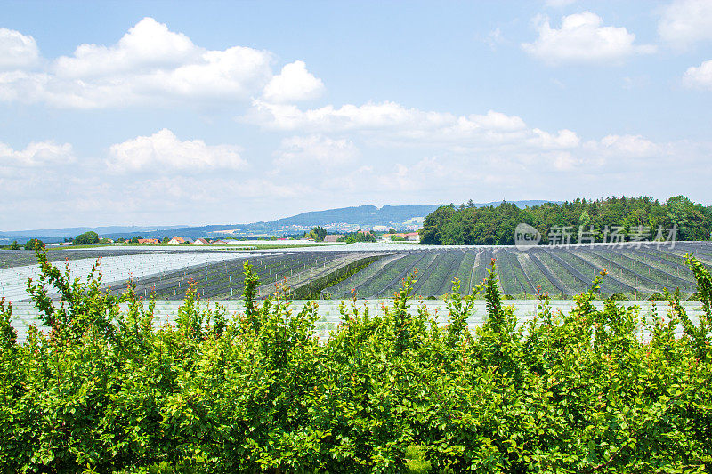 康斯坦斯湖上的苹果种植园