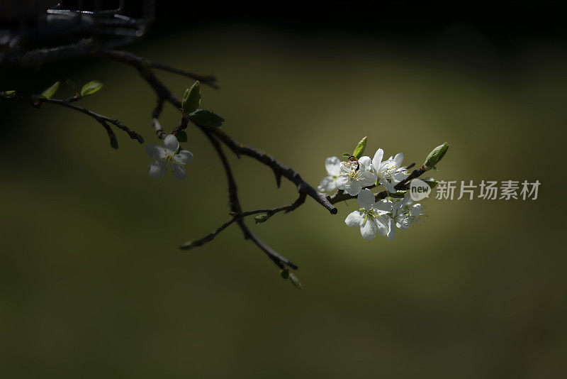 春天在树上开花