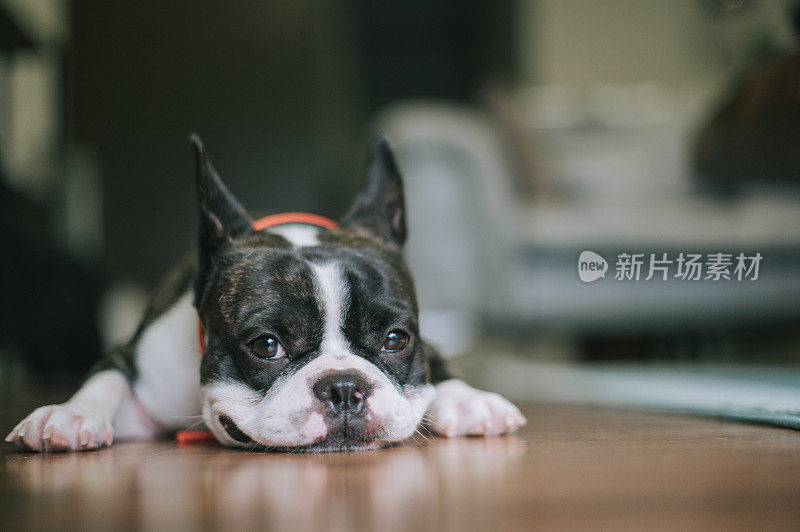 一只在中午休息的法国斗牛犬