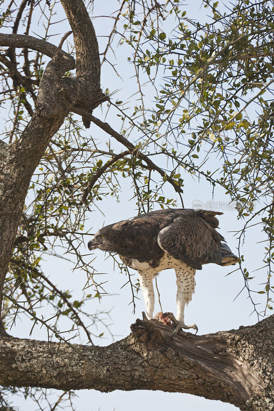 在肯尼亚马赛马拉的一棵树上的好战鹰(好战鹰)