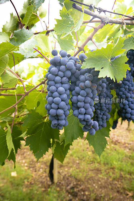 加诺葡萄成熟了，可以收割了