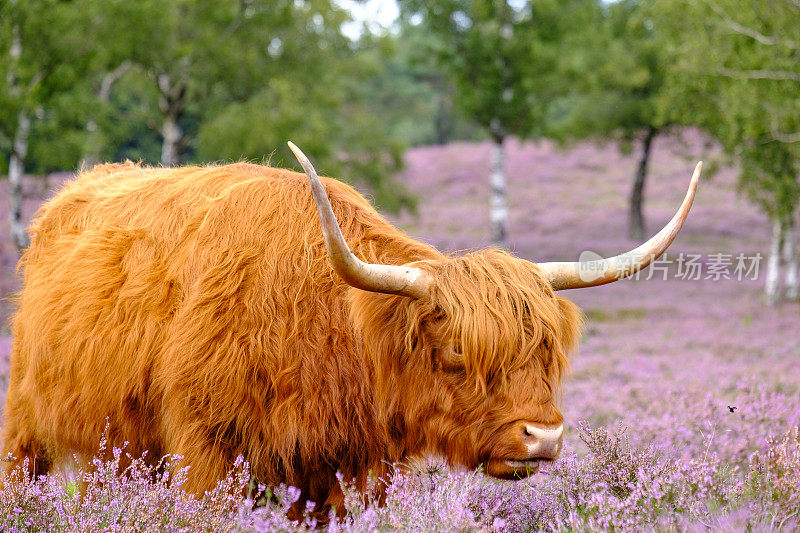 夏日里苏格兰高地上盛开的石南花田里的牛群