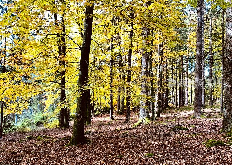 德国黑森林地区的森林。