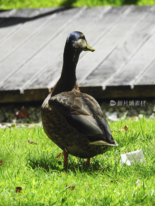 男性野鸭