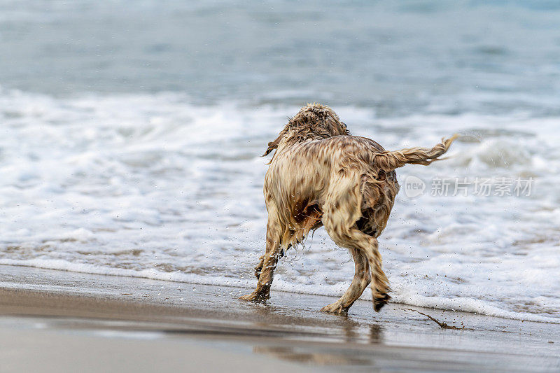 在海里奔跑的英国塞特犬