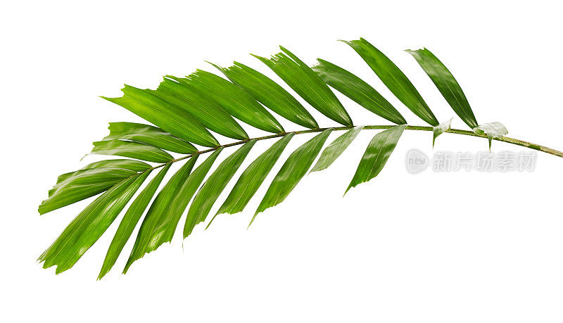 麦克阿瑟棕榈叶，热带树叶孤立在白色背景与修剪路径