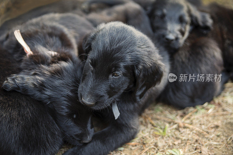 纯种平毛猎犬的幼犬在阳光下打盹。