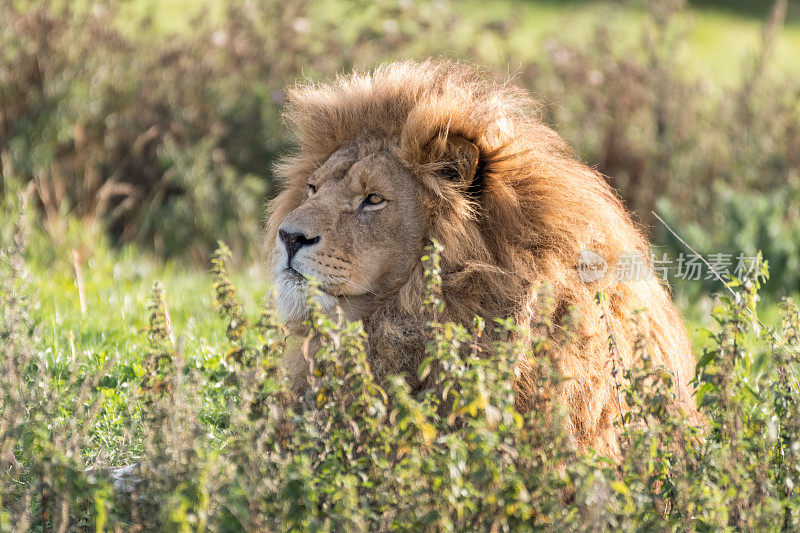 雄狮在高大的草地上休息