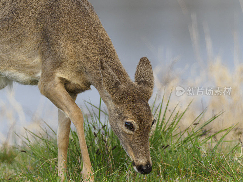 鹿在潮湿的草地上行走，吃草时轻微的运动模糊了春天