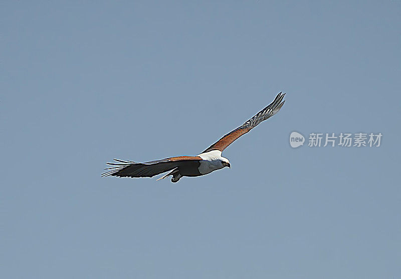 非洲Fish-Eagle