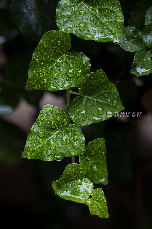 水滴在常青藤的绿叶上