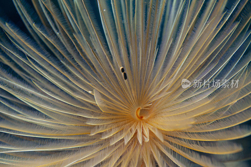 海洋生物螺旋管虫水下美人水肺潜水员的观点