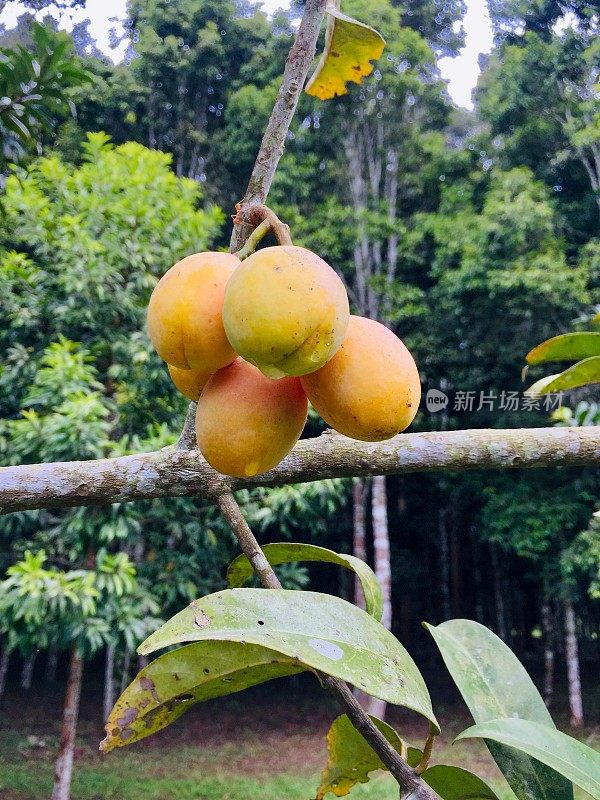 中国云南西双版纳珍稀热带植物